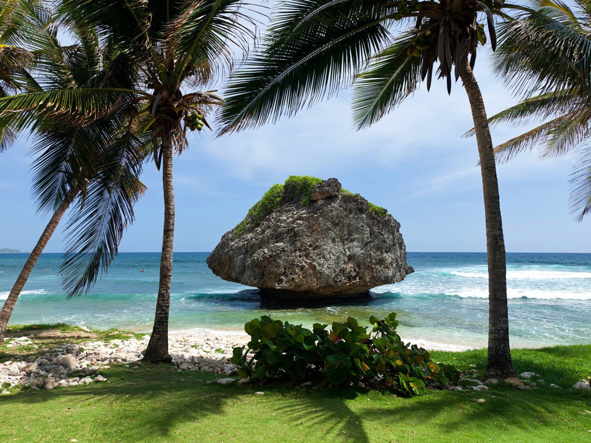 Пальмы на фоне большого камня у берега