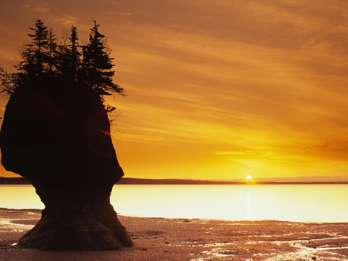 Скала с растениями на пляже