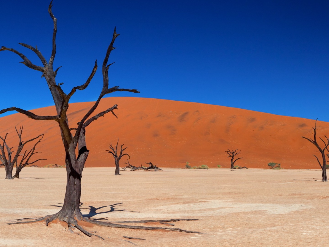 Сухие стволы деревьев на фоне песчаного бархана