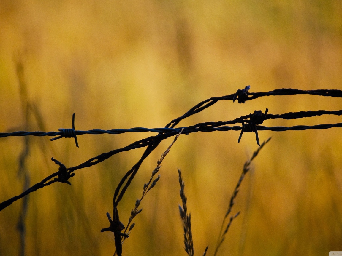 Колючая проволока в поле