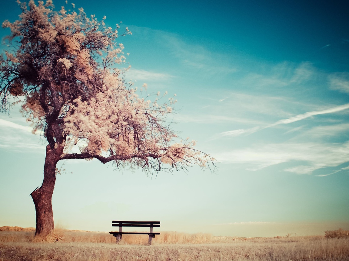 Скамья среди поля под цветущим деревом