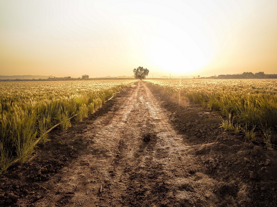 Грунтовая дорога среди фермерского поля