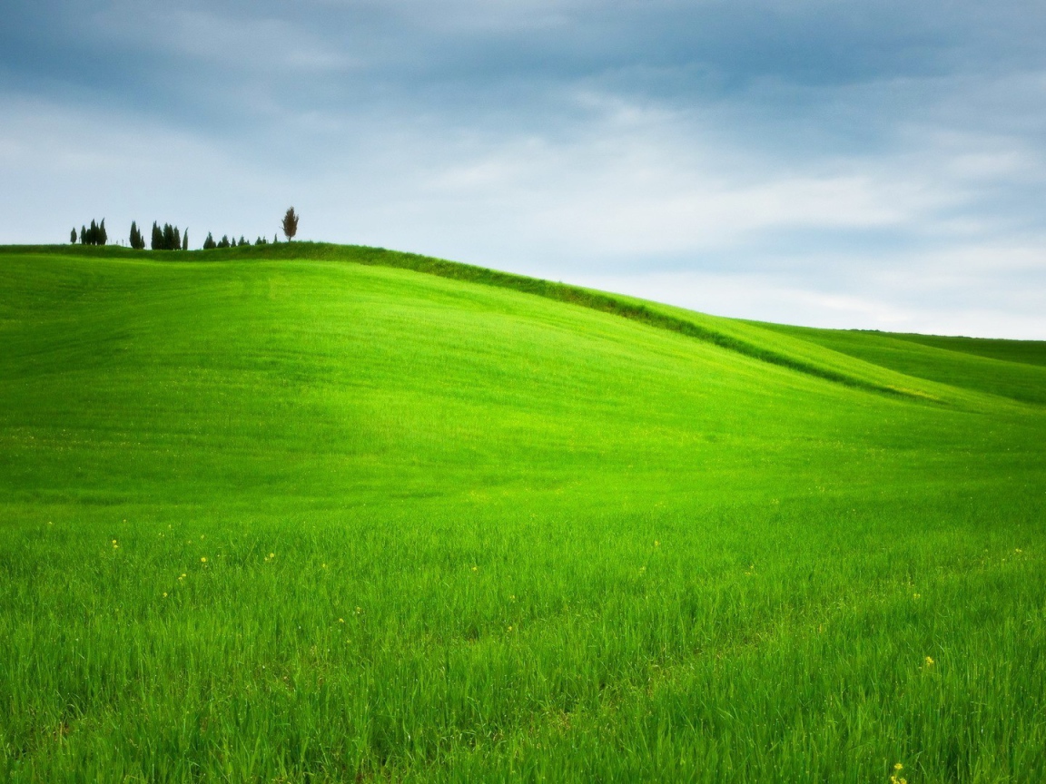 Ухоженное зеленое поле