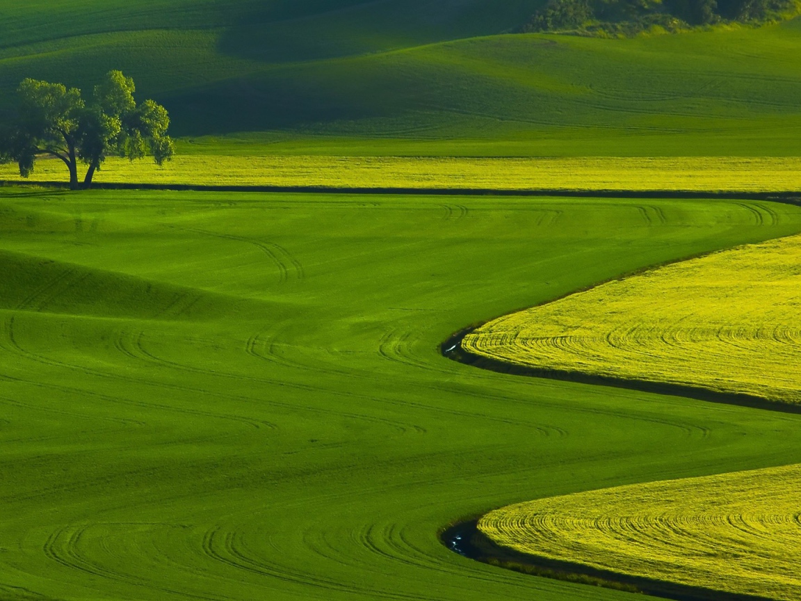 Оттенки зелени на полях