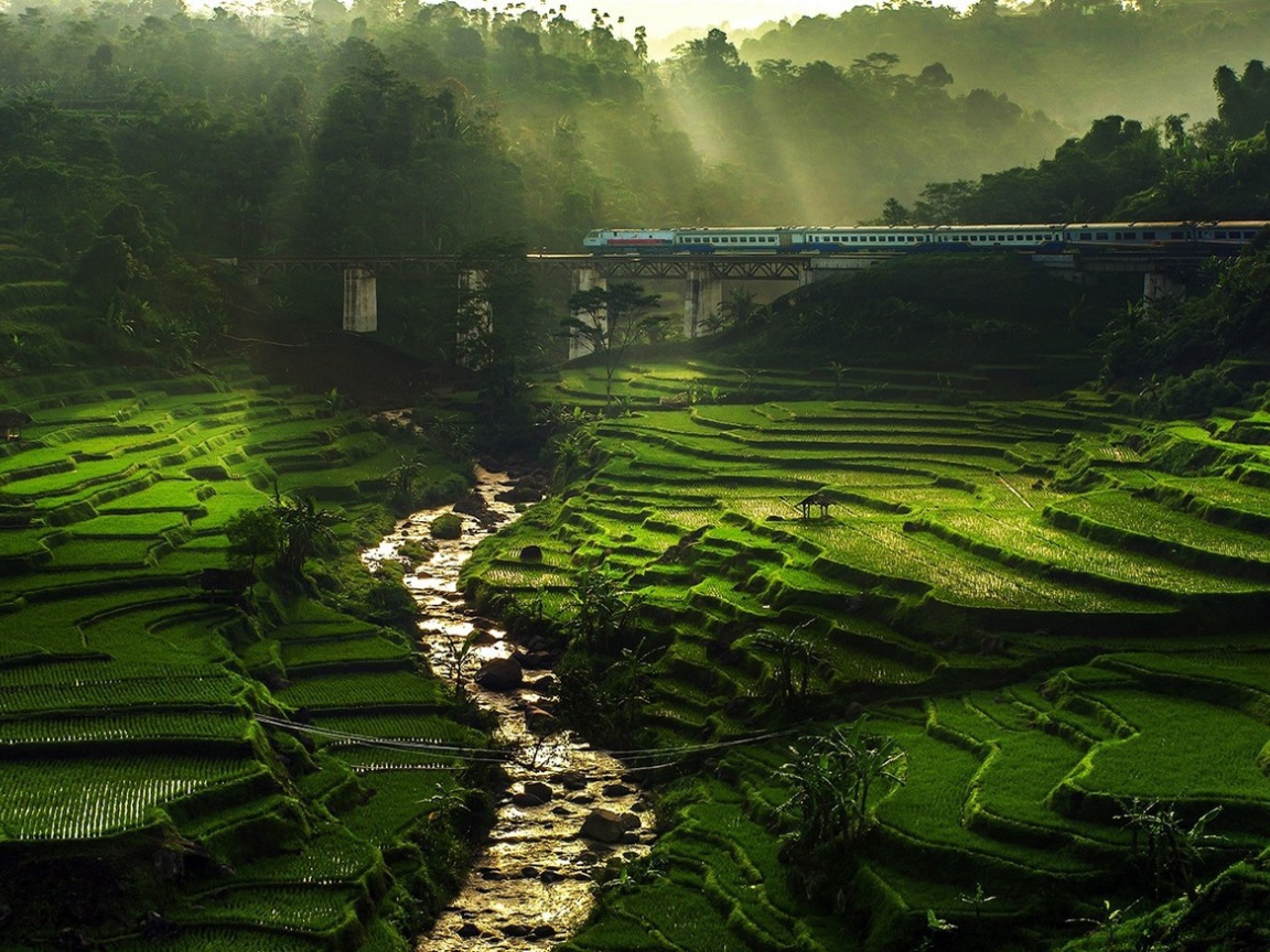 Поезд проезжает над полями террасами
