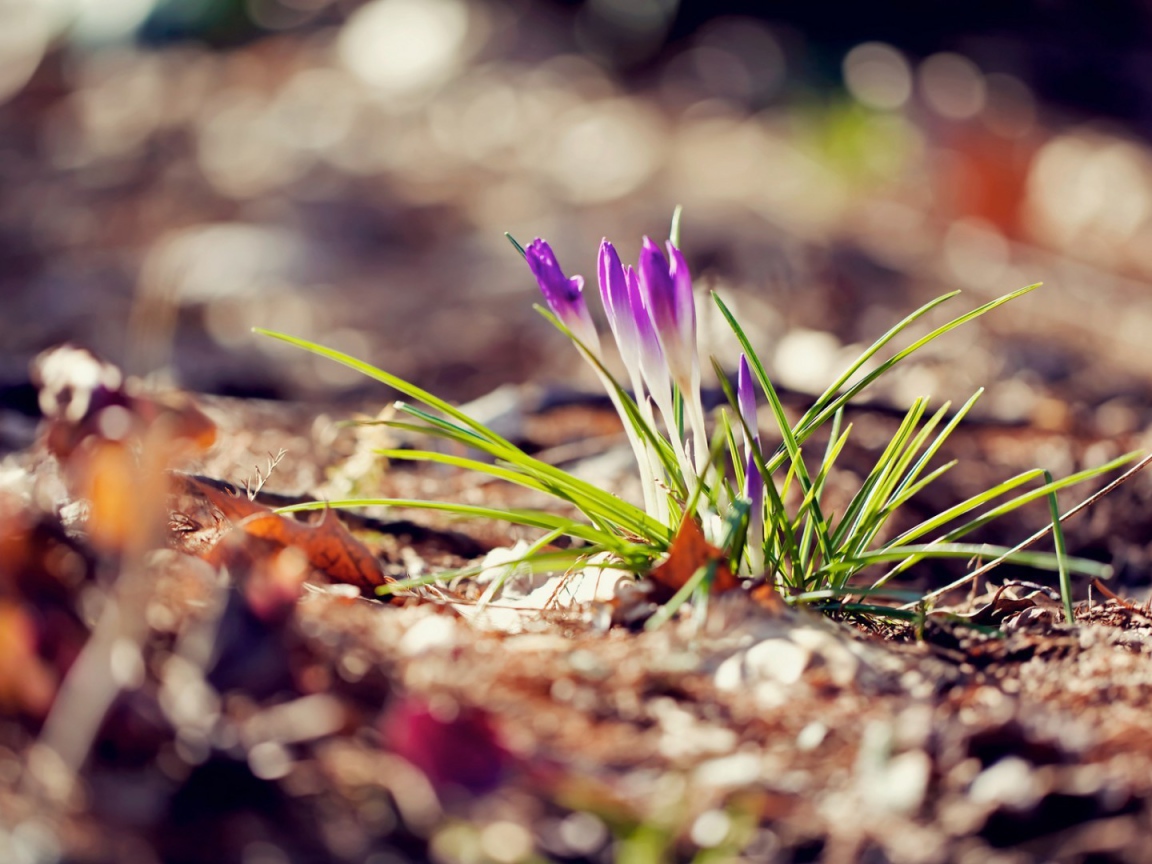 Маленький фиолетовый цветок на земле