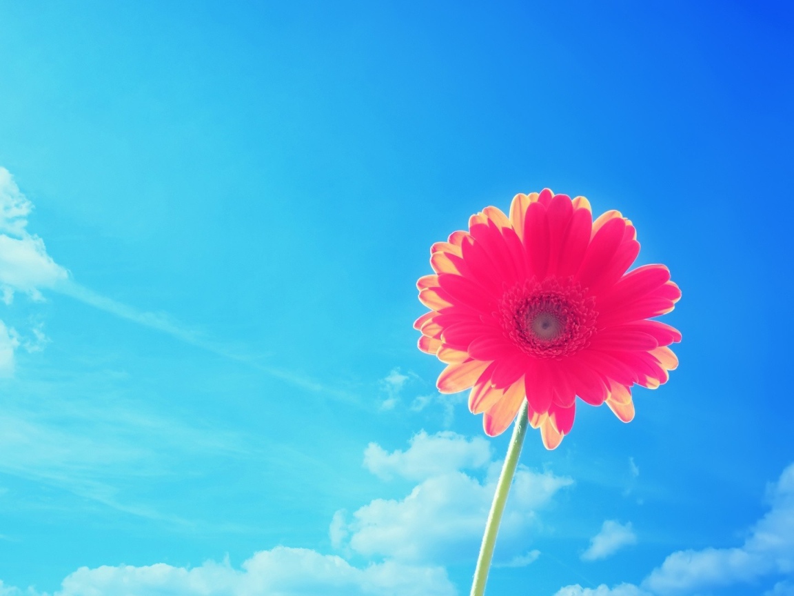 Красивый розовый цветок ромашки на фоне голубого неба