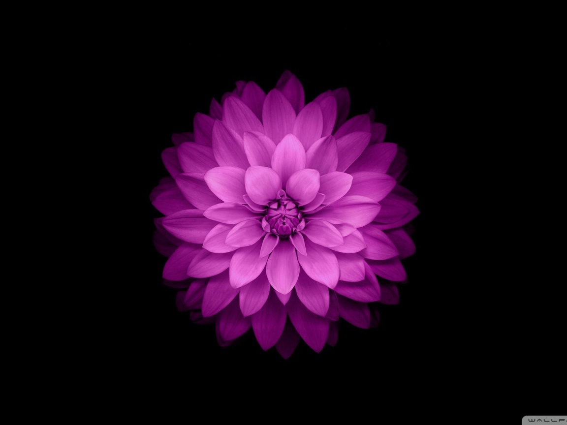 Распустившийся сиреневый цветок на черном фоне
