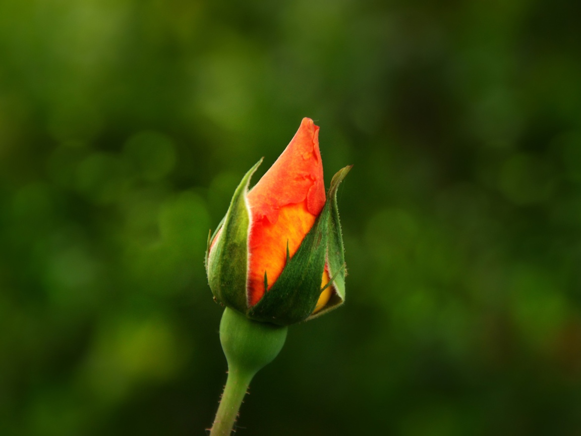 Бутон оранжевой розы на зеленом фоне