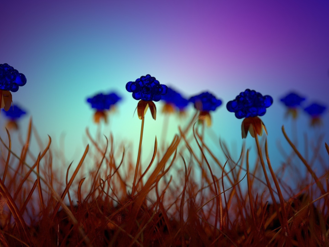 Засохшие голубые цветы