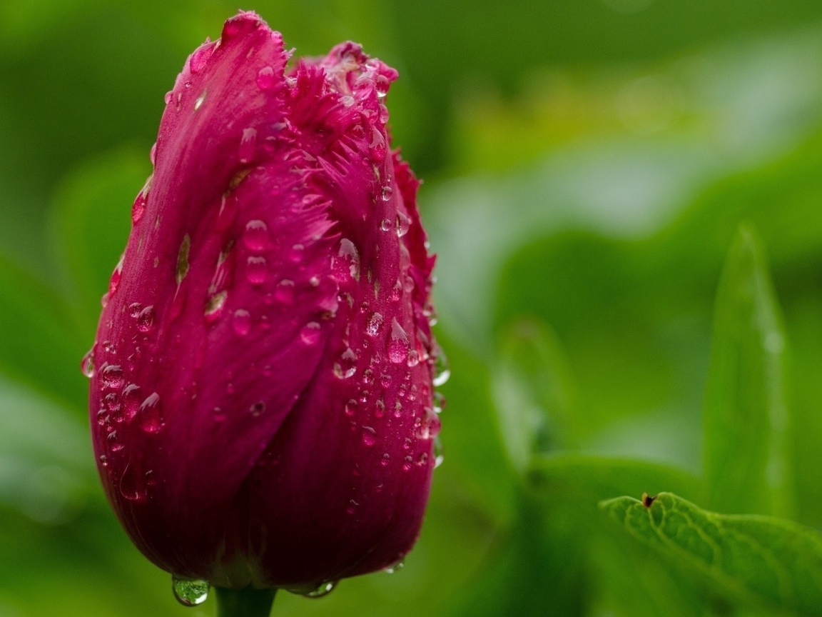 Капли воды на бутоне тюльпана