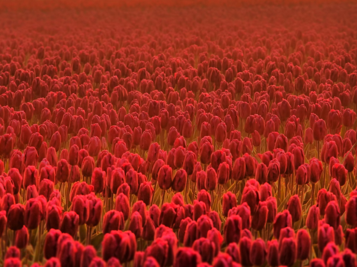 Поле красных тюльпанов в дымке
