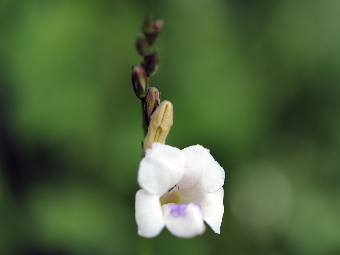 Цветок только что распустился