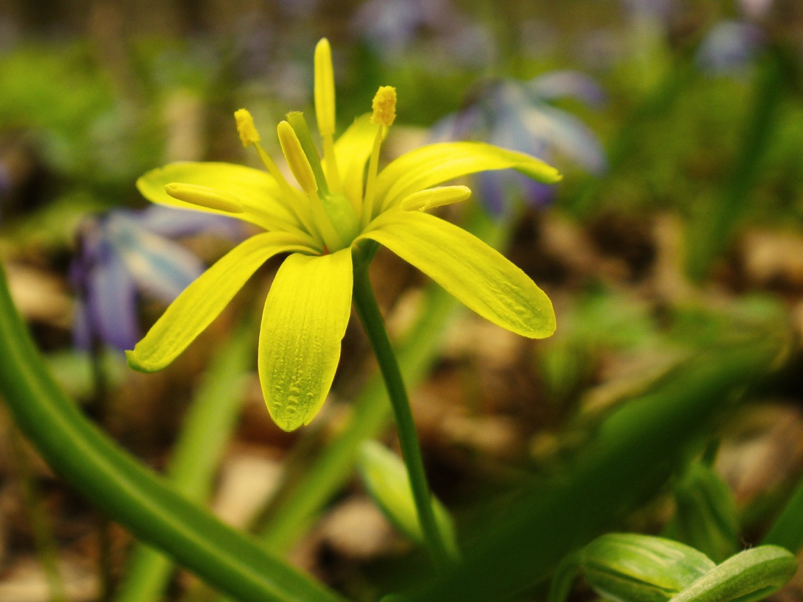 Зелено желтый цветок
