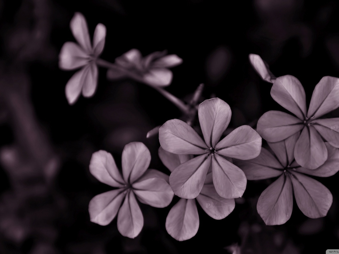 Серые цветы на черном фоне