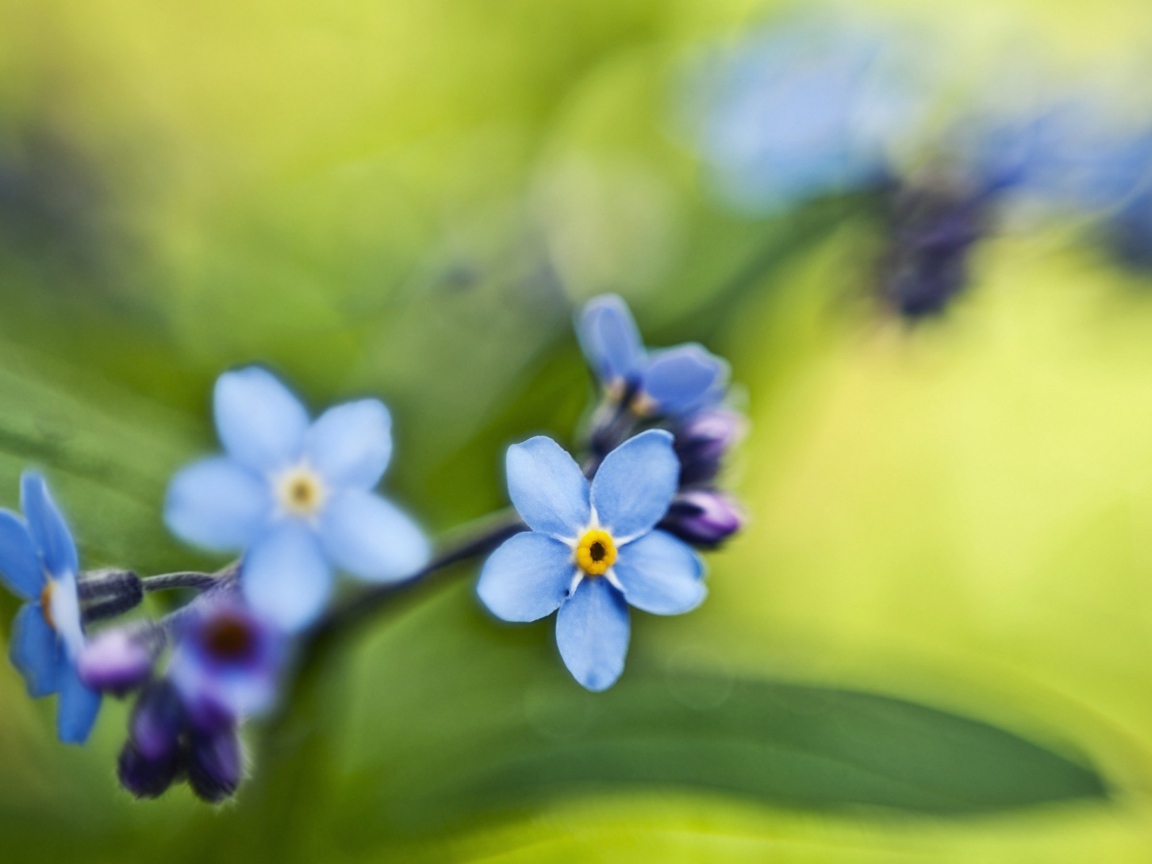 Незабудки на зеленом листе