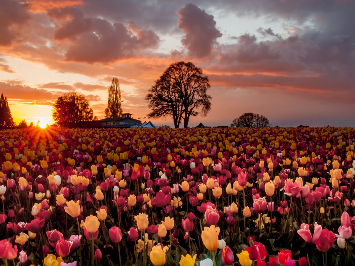 Смешанное поле с желтыми и розовыми тюльпанами