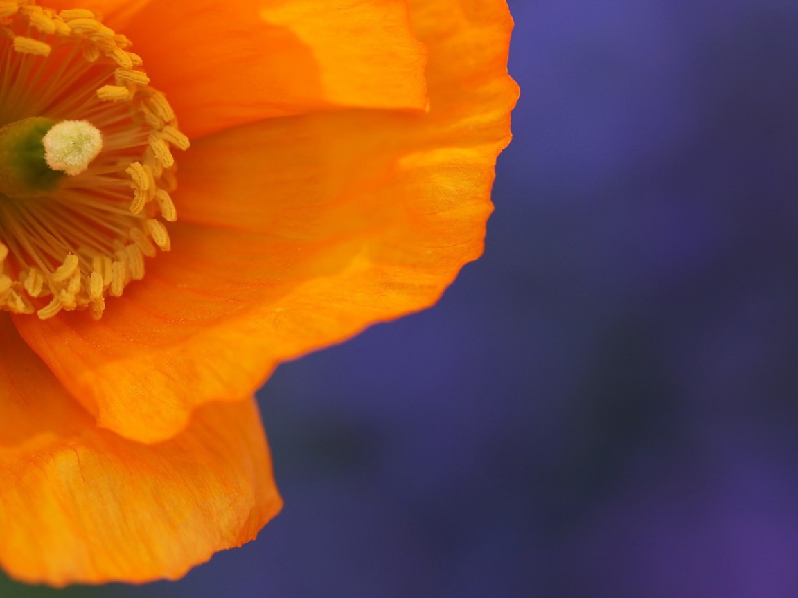 Оранжевый цветок на голубом фоне