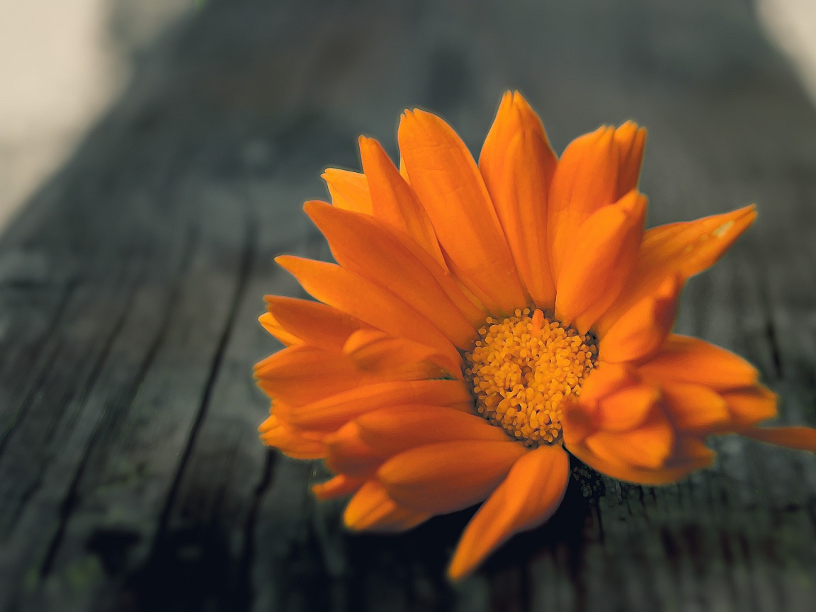 Оранжевый цветок на деревянной доске