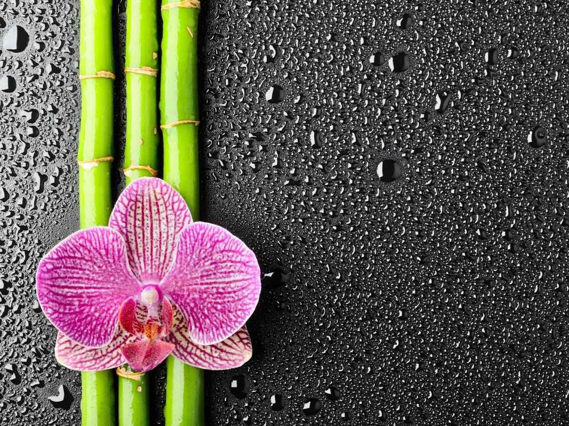 Орхидея на бамбуковых палочках