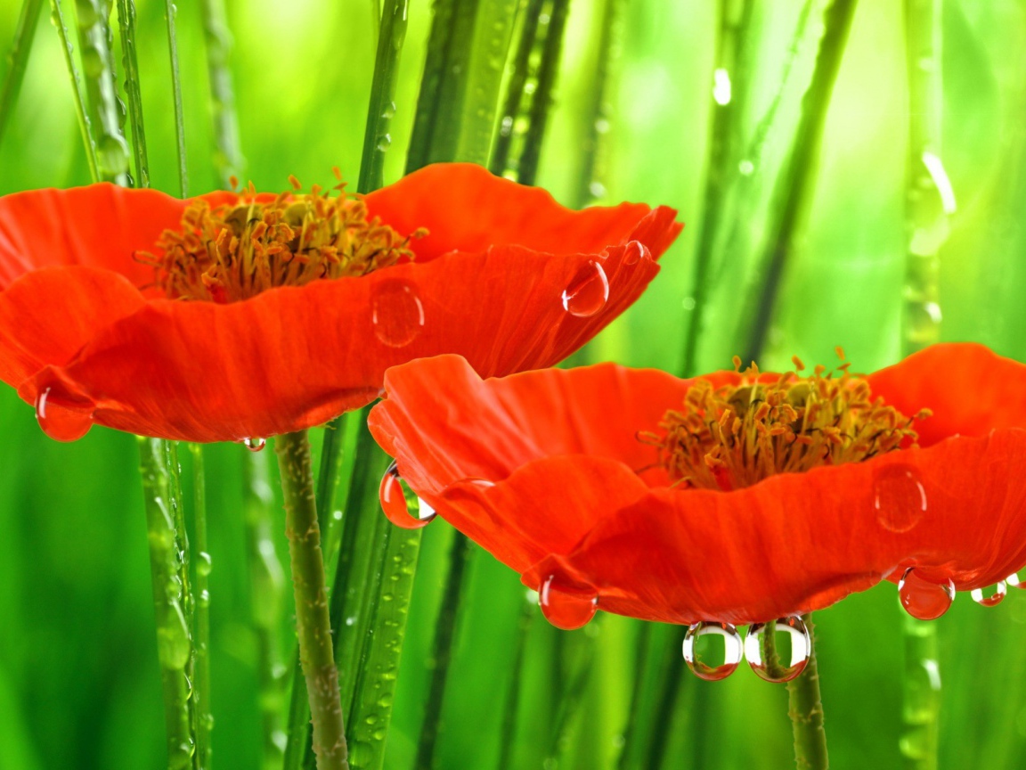 Красные маки под дождем