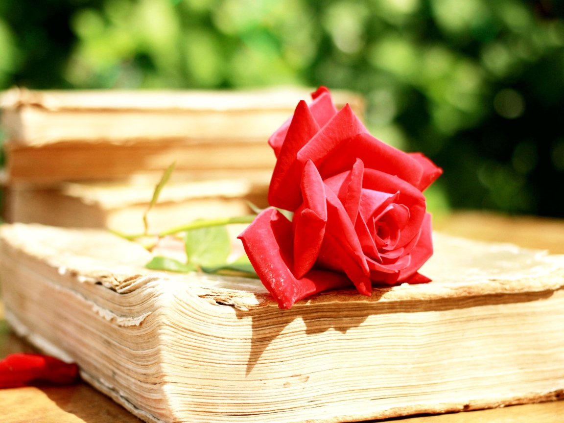 Алая роза на старой книге