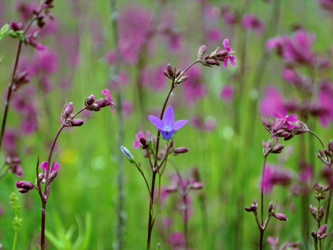 Весенние полевые цветы