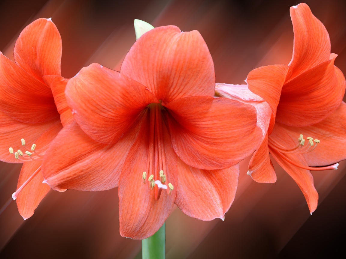 Три красных лилии