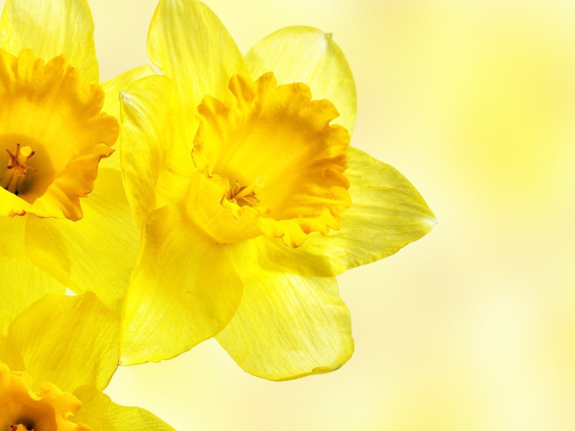 Три желтых цветка с прозрачными лепестками