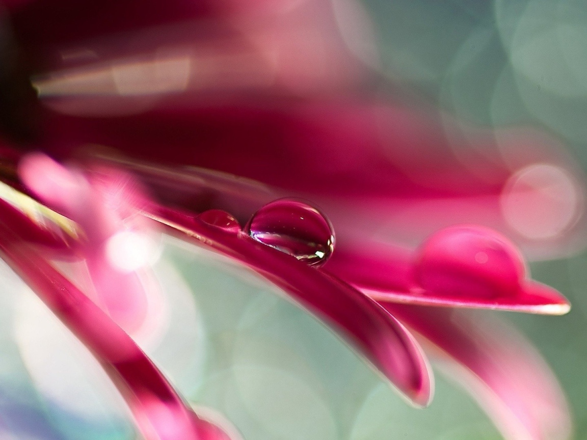 Две капли воды на розовом лепестке цветка