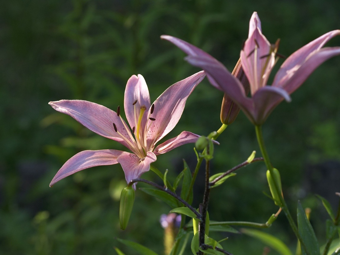 Две фиолетовых лилии под солнцем