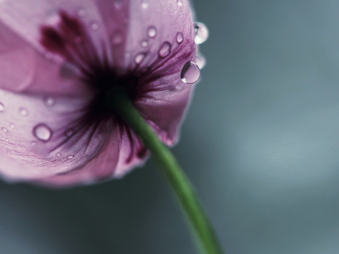 Мокрый фиолетовый тюльпан