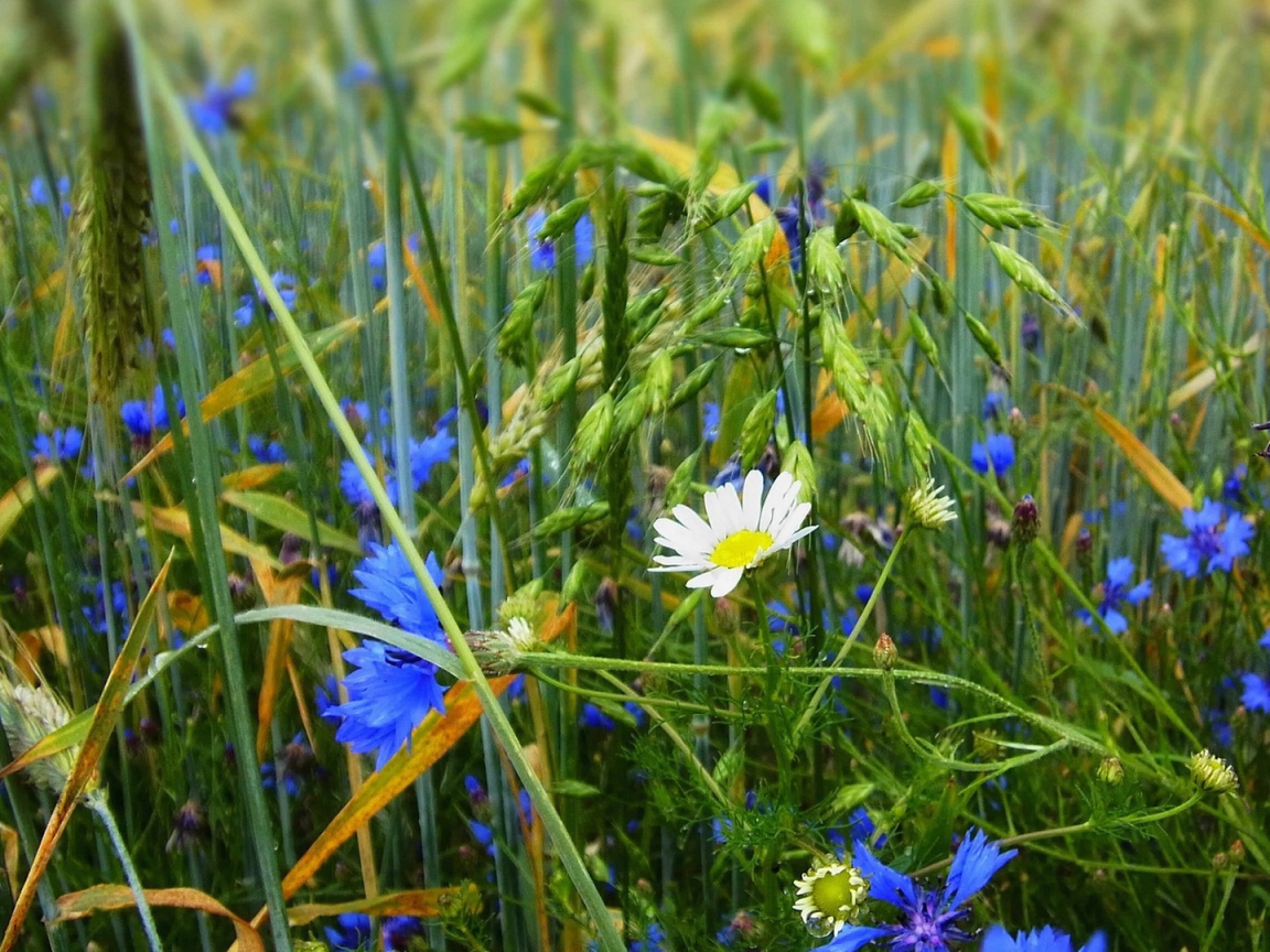 Белая ромашка среди васильков
