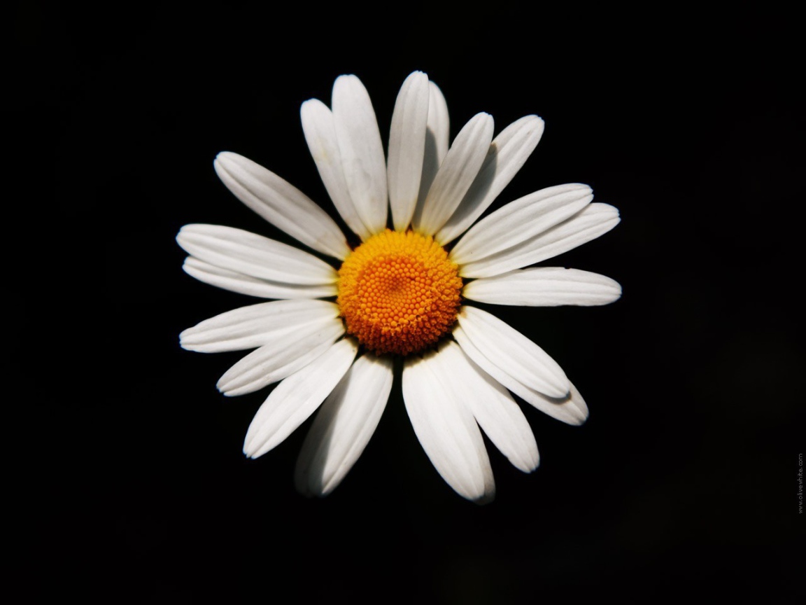 Белая ромашка на черном фоне