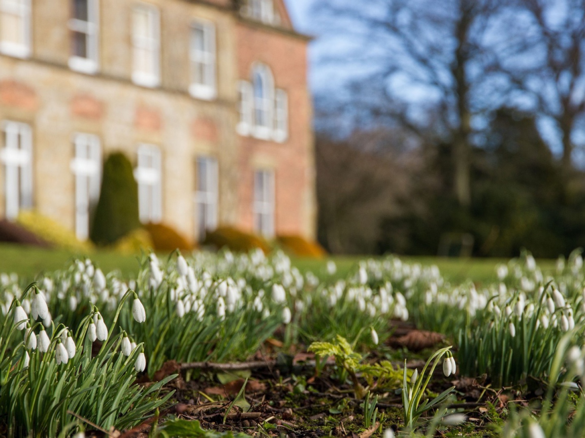 Белые подснежники у дома