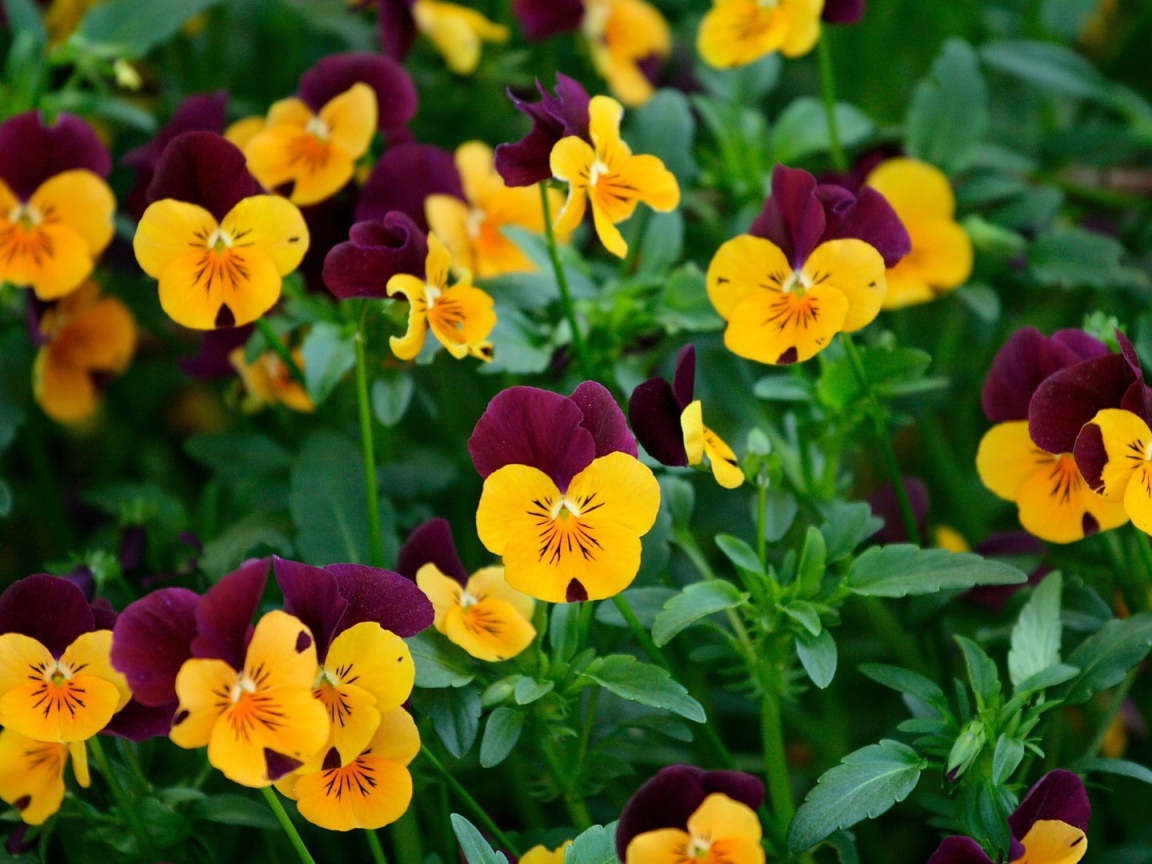 Желтые и бордовые анютины глазки, цветы