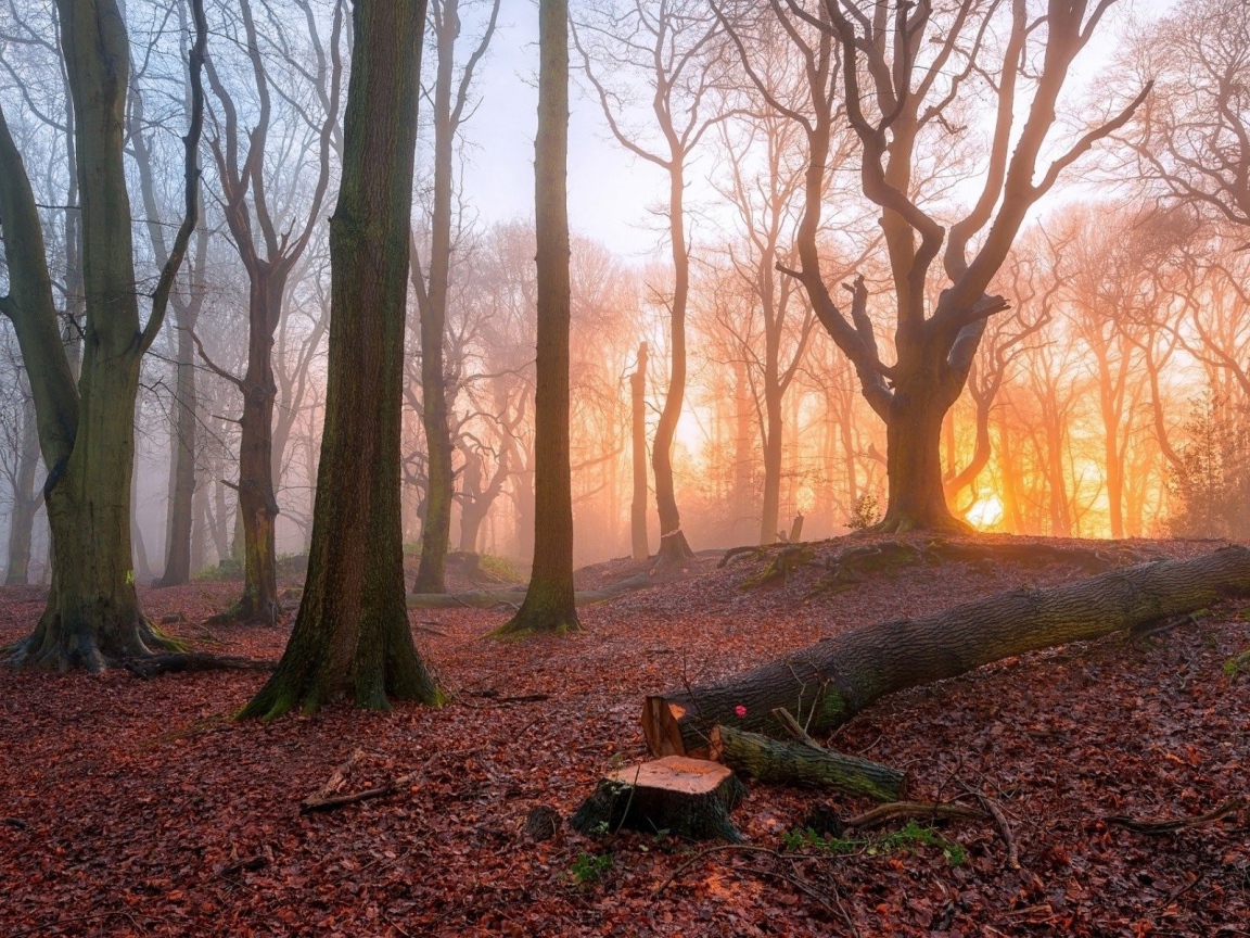 Спиленное дерево в лесу
