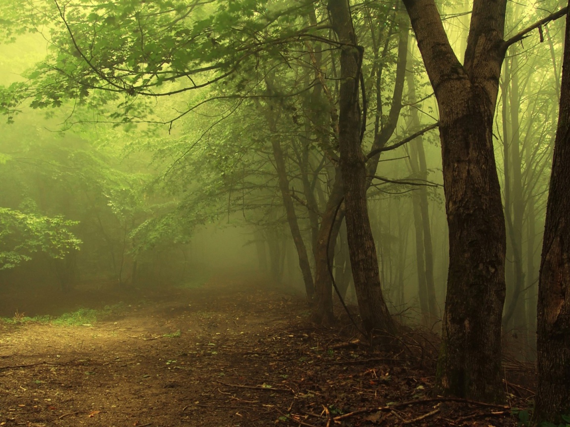 Туман в утреннем лесу