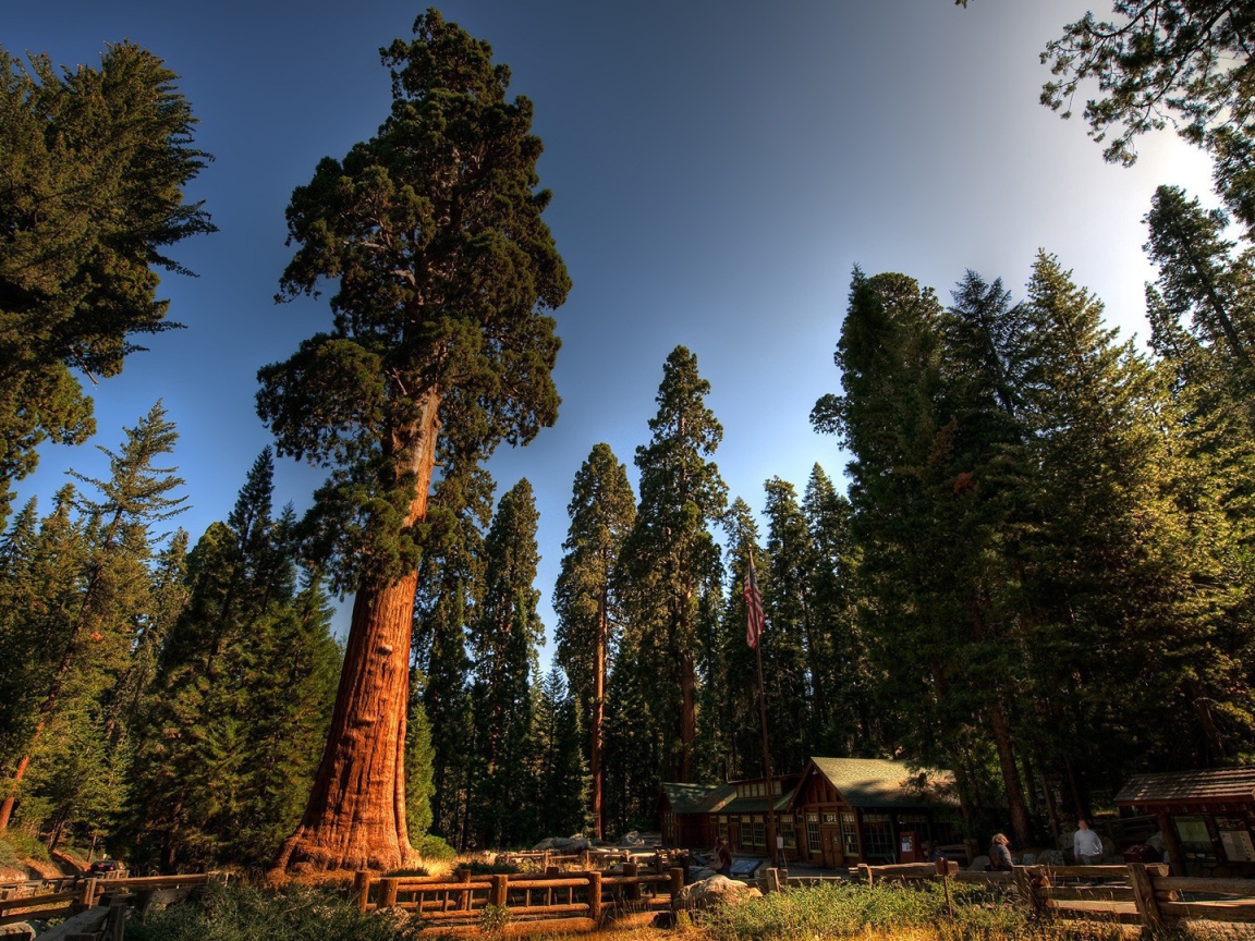 Домик лесника под могучими секвойями