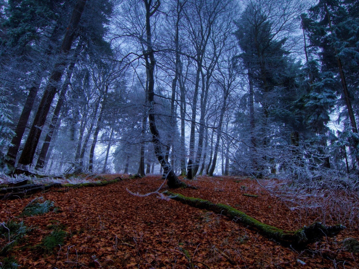 Морозное утро в чаще леса