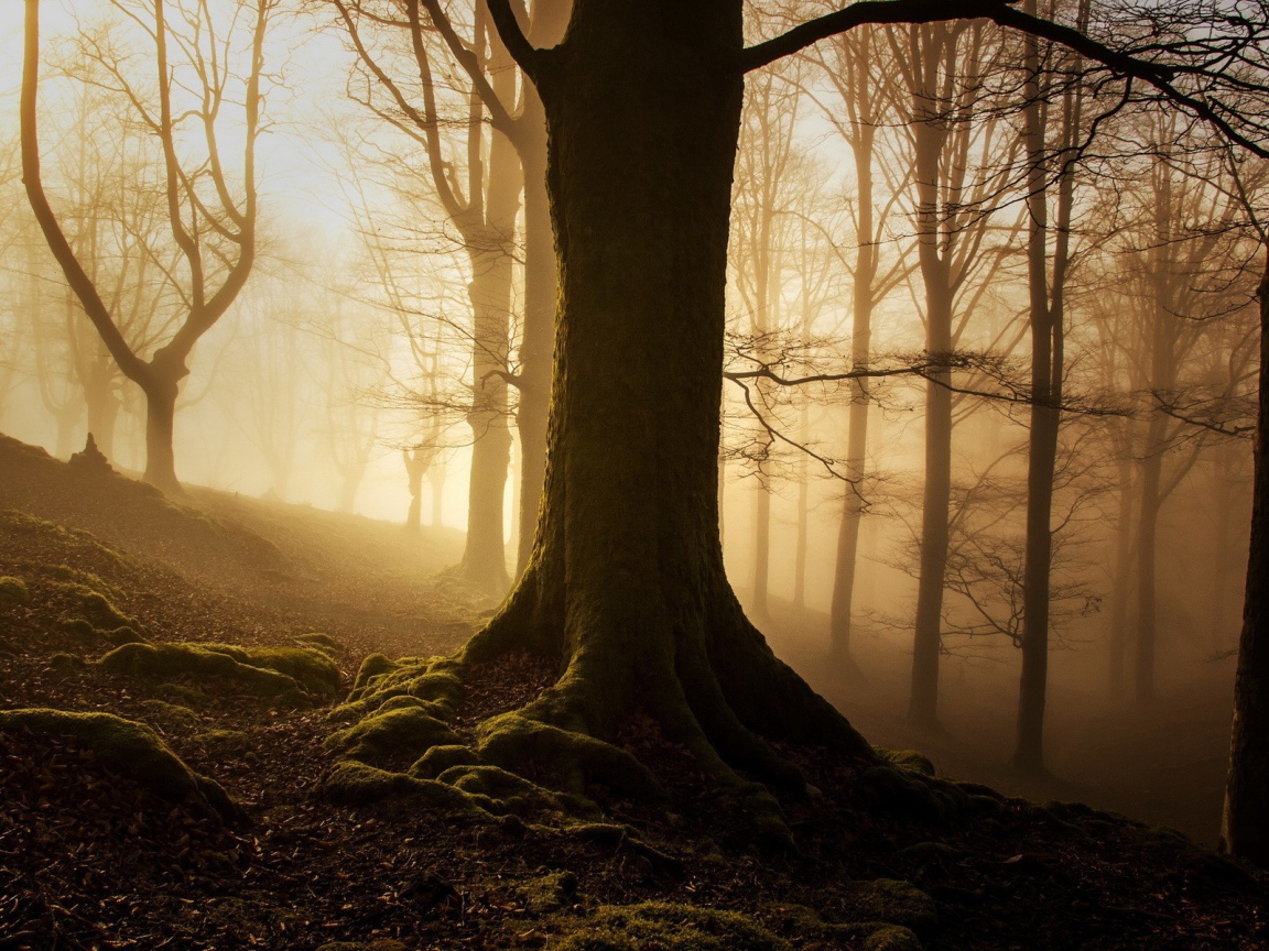 Покрытые мхом деревья на склоне в лесу