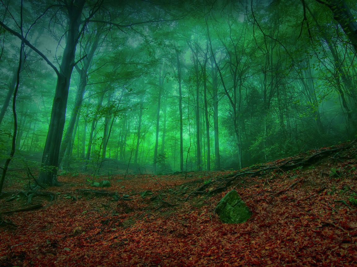 Мистический зеленый лес