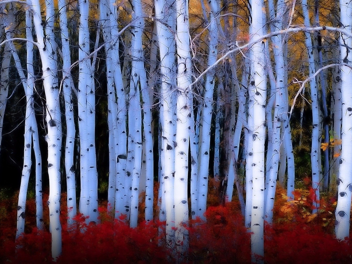 Красные кусты среди берез