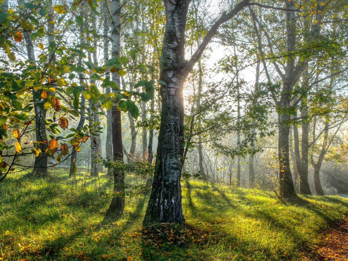 Весенние березы в лесу