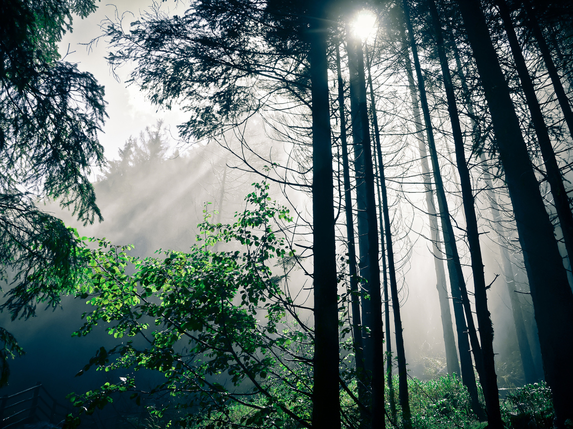 Лучи солнца в темном сосновом лесу