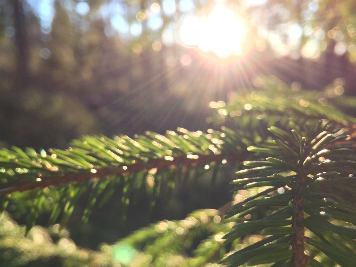 Лучи солнца на молодых еловых побегах
