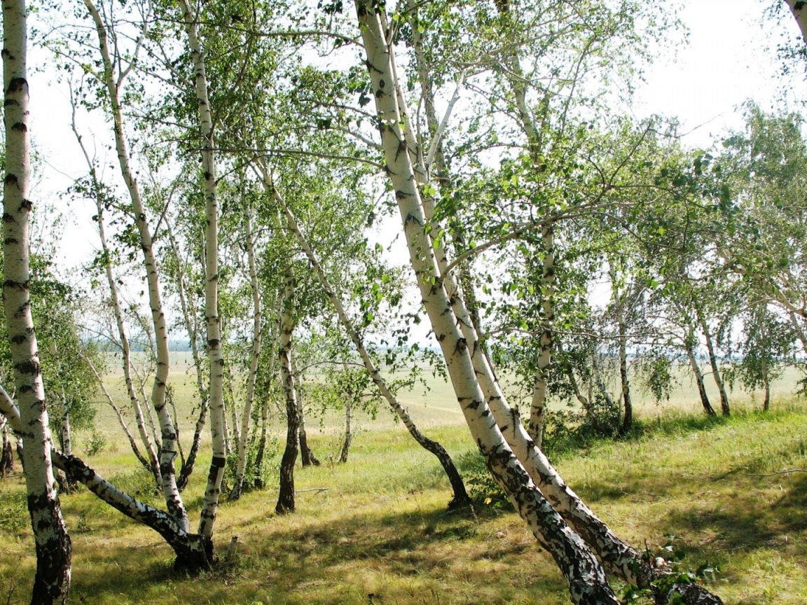 Тонкие березки весной