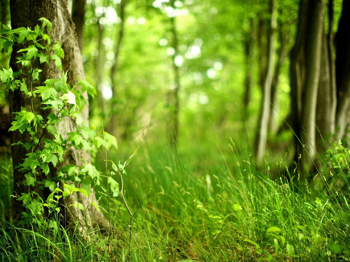 Молодая трава в лесу