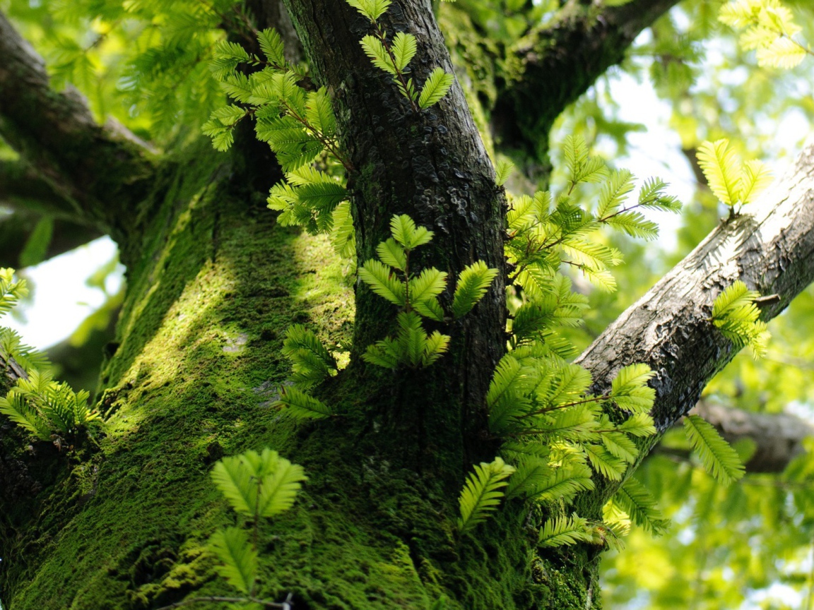Молодые побеги на дереве