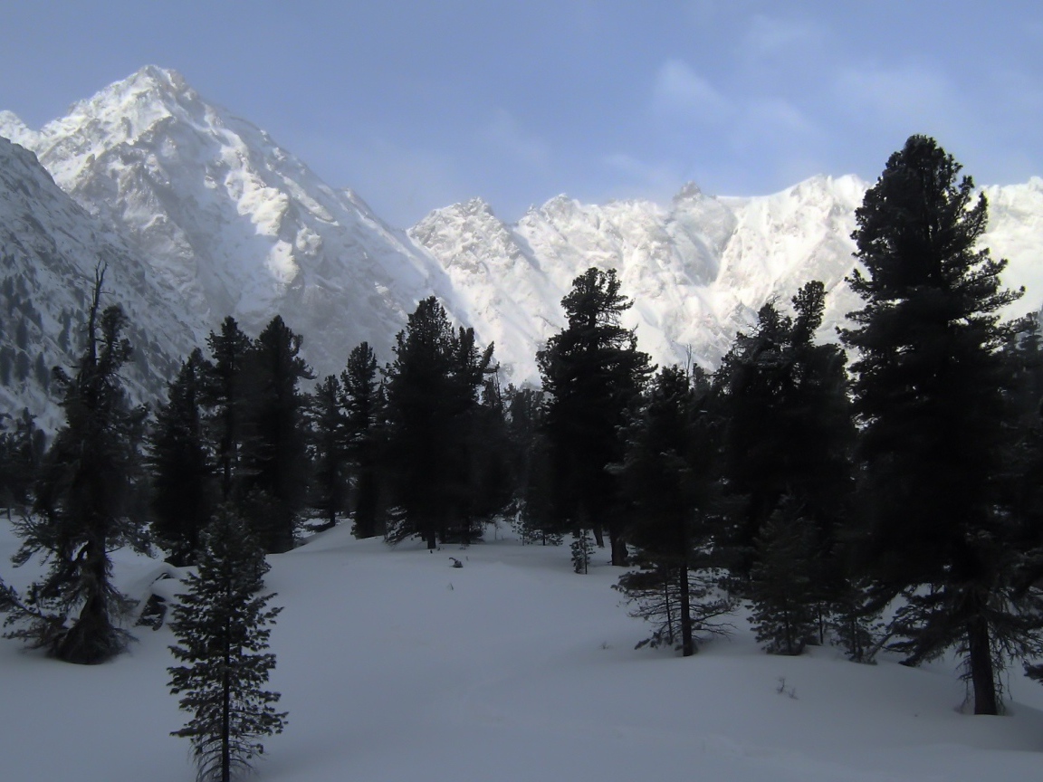 Черные деревья на фоне белых гор